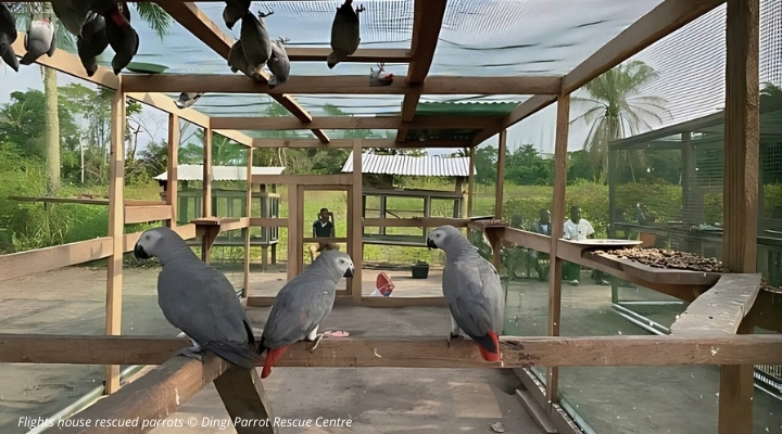 Flights house rescued parrots © Dingi Parrot Rescue Centre